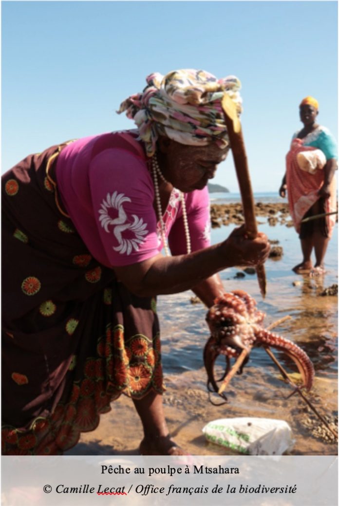 Poulpes, Mayotte, PNM