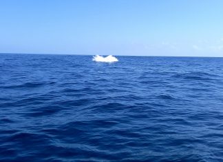 Saison des baleines : prévention et sensibilisation, les indispensables du Parc marin