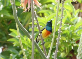 Observez les « oiseaux des jardins de Mayotte » et faites avancer la science GEPOMAY,Faune-Mayotte, Mayotte