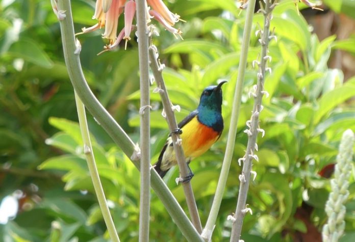 GEPOMAY,Faune-Mayotte, Mayotte