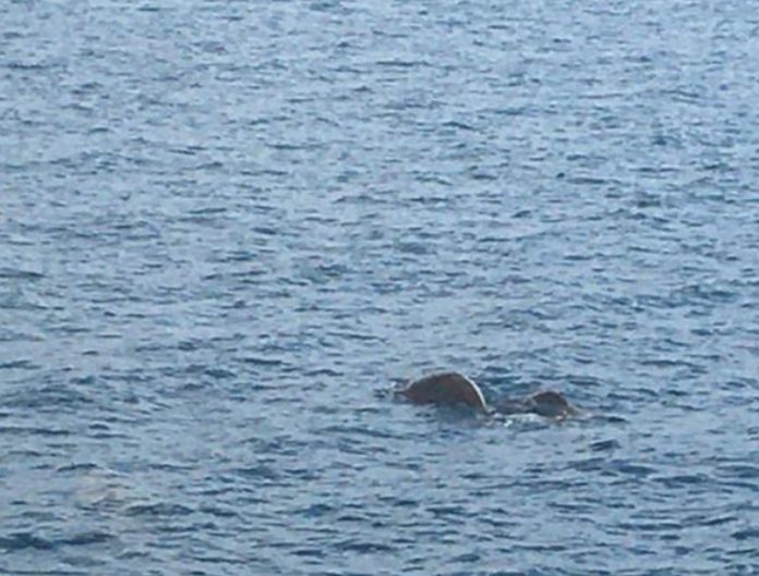 Dugong, PNM, Mayotte