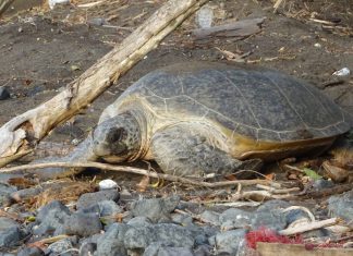 Les Naturalistes récompensés pour leurs actions d’écotourisme à Saziley Tortues, Mayotte