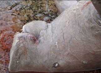 Un dugong retrouvé mort par un pêcheur Parc Naturel Marin, dugong, Mayotte, REMMAT, OFB