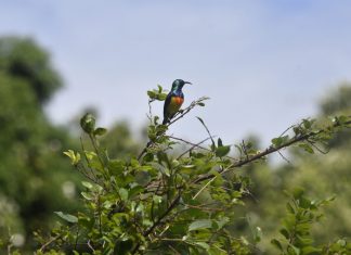 L’association GEPOMAY se mobilise pour restaurer la biodiversité des villes