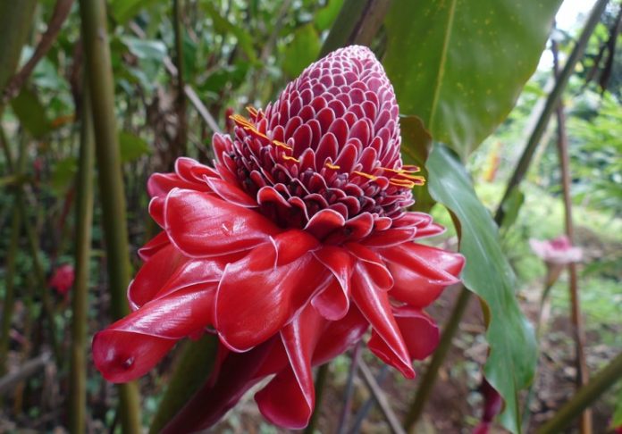 Fête de la nature, Outre-mer, Mayotte