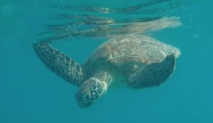 Sea Shpherd, tortues, Mayotte