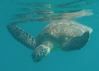 Fort de son succès, le pacte de sauvegarde des tortues de Mayotte est renouvelé pour au moins trois ans Sea Shpherd, tortues, Mayotte