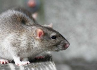Leptospirose : 28 cas déclarés depuis le début de l’année 2024 Leptospirose, maladie, rat, rongeurs, urine, eau contamination