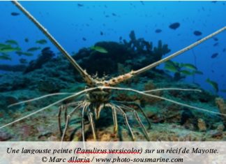 Interdiction de pêche à la langouste jusqu’au 31 mars Langouste, Parc Naturel marin, Mayotte