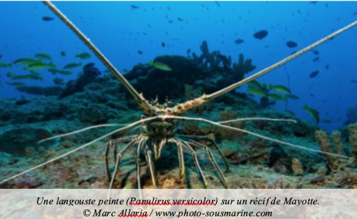 Langouste, Parc Naturel marin, Mayotte