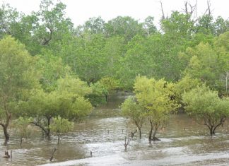 L’UICN France compte renforcer les protections de mangrove, de coraux, d’herbiers et de la Zélée à Mayotte Naturalistes, Mayotte