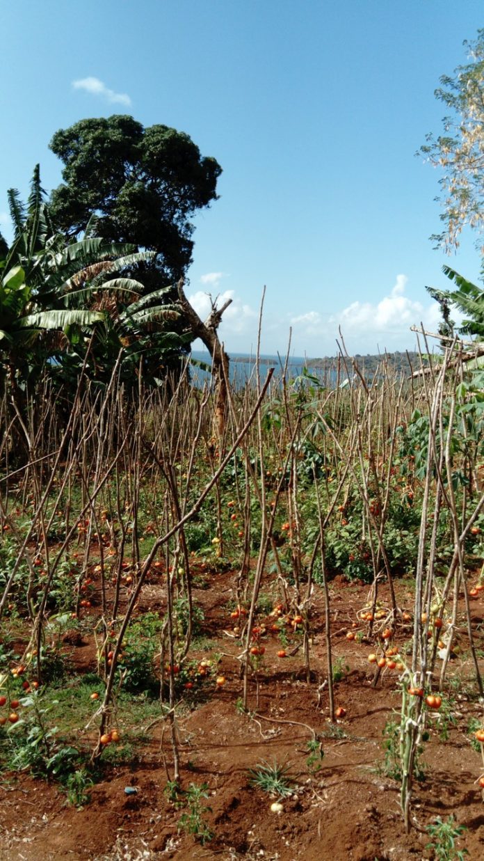 OLCTI, EUROPOL, CODAF, Mayotte