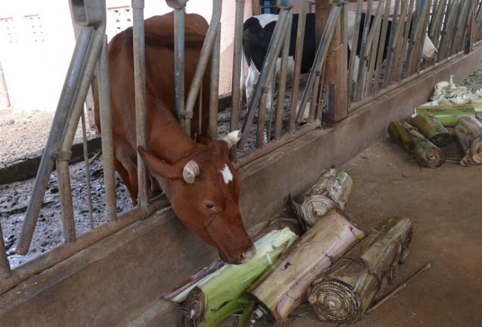 PAC, agriculture, Mayotte