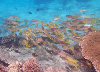 Le bruyant monde du silence Parc naturel Marin, UNESCO, Mayotte
