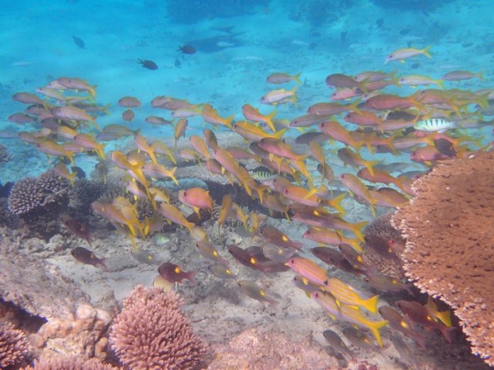 Parc naturel Marin, UNESCO, Mayotte