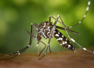 Ramlati Ali en lutte contre la prolifération du moustique Aedes Dengue, santé, moustique