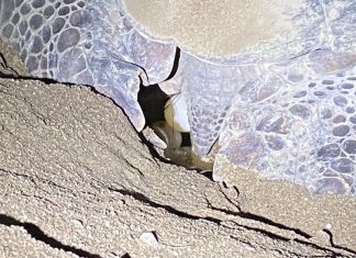 Entre une 1ère ponte d’imbriquée et un double sauvetage, les tortues à l’honneur chez les Naturalistes Tortues, imbriquée, Mayotte