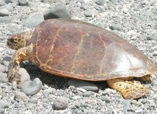 Un an de prison pour un braconnier de tortue Tortue, Mayotte