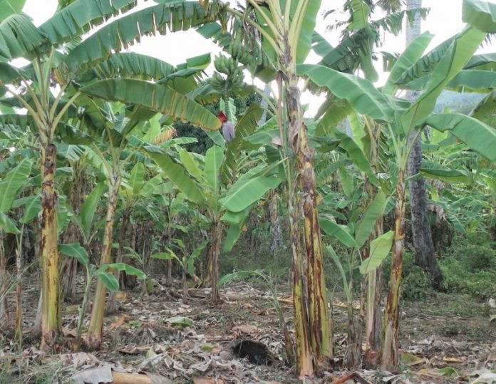 Souveraineté agricole, Mayotte, Outre-mer