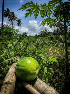 Pastèque dans un champ tropical