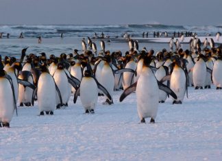 Réchauffement climatique: Une expédition scientifique inédite autour de l’Antarctique