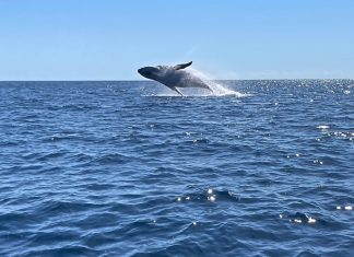 Ouverture en fanfare de la saison des baleines Baleine, Mayotte,