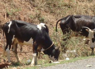 La Chambre d’Agriculture de Mayotte reprend la campagne d’identification des bovins