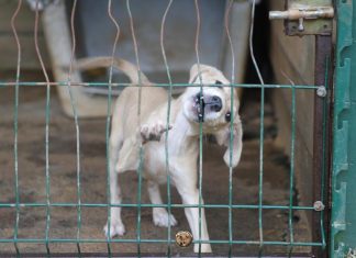 Endetté, le refuge pour animaux Gueules d’Amour appelle à l’aide