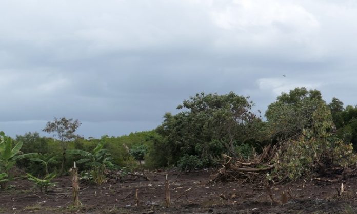 Mangrove, Mayotte, UICN