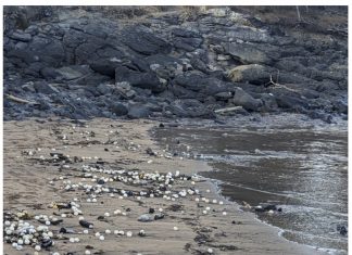Les oeufs de tortues précocement mis à nu