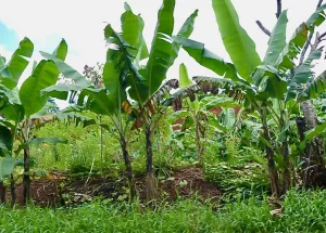 Cour des Comptes, outre-mer, agriculture, banane, canne, rhum, Antilles, Guadeloupe, Martinique, Guyane, Mayotte, La Réunion, CIRAD, POSEI, FEAMP