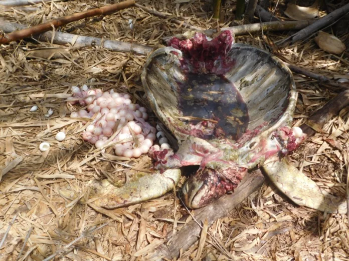 Tortue, Naturalistes, Mayotte