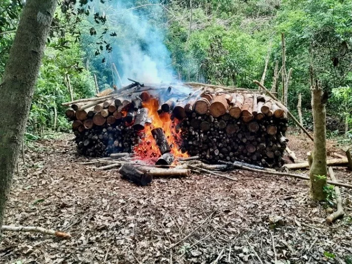 Charbonnière, Mayotte, DAAF