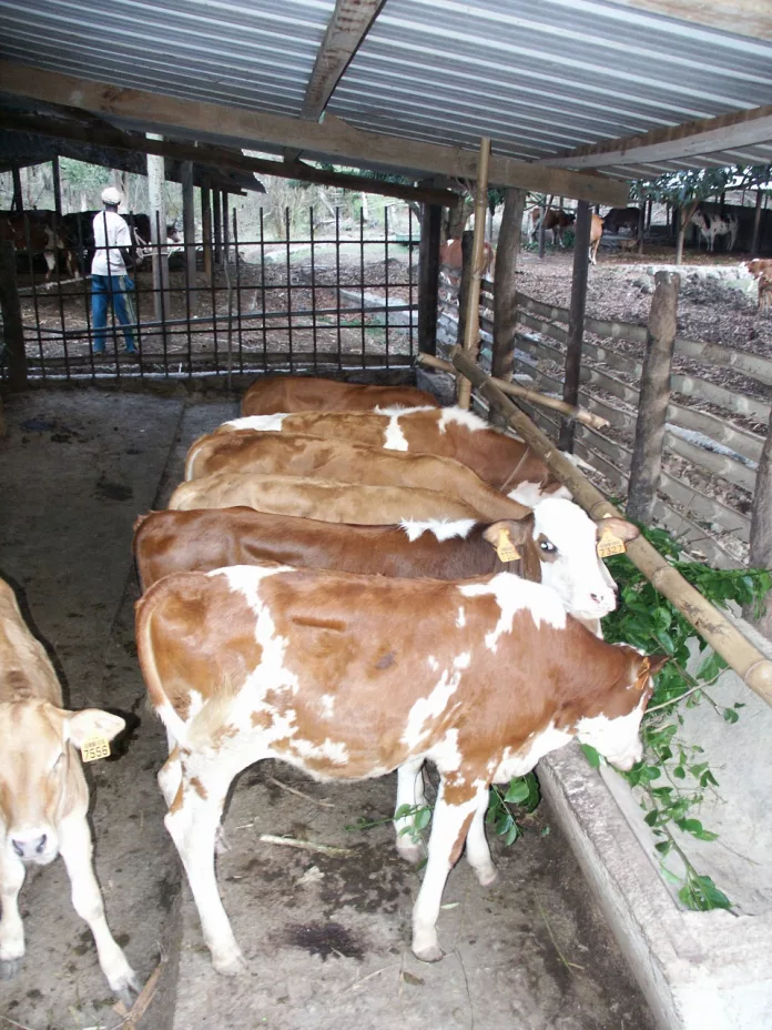 Agriculteurs, Mayotte